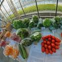 Готовый бизнес-план тепличного хозяйства Allbest бизнес план выращивания овощей и зелени